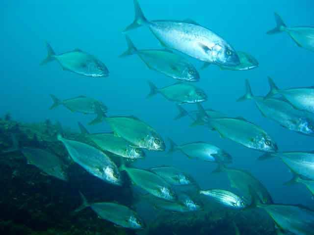 Isole Eolie Pescaturismo, pesci.